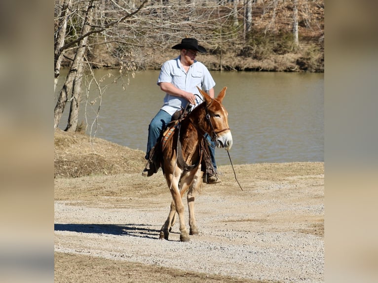 Maultier Stute 6 Jahre 150 cm Rotfuchs in Tompkinsville, KY