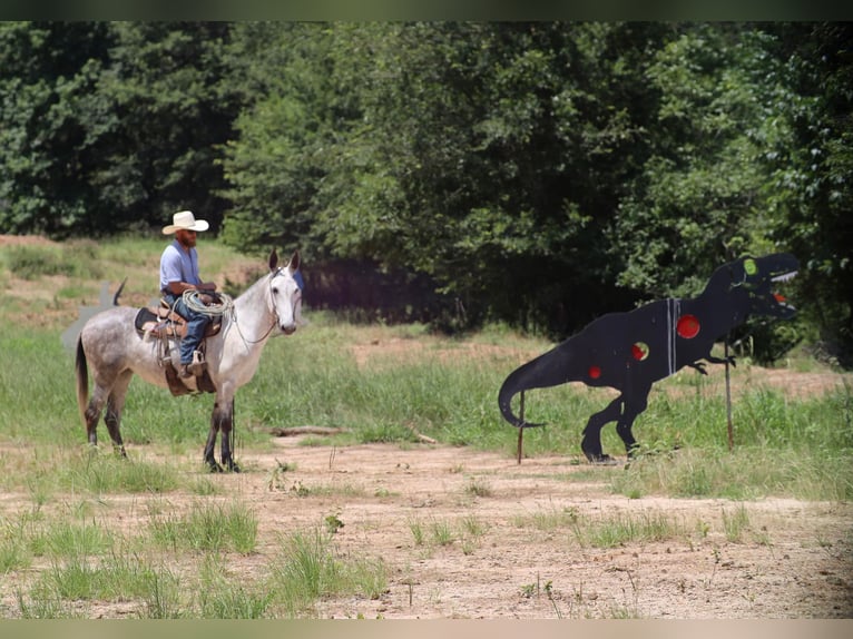 Maultier Stute 6 Jahre 152 cm Schimmel in Grand Saline, TX