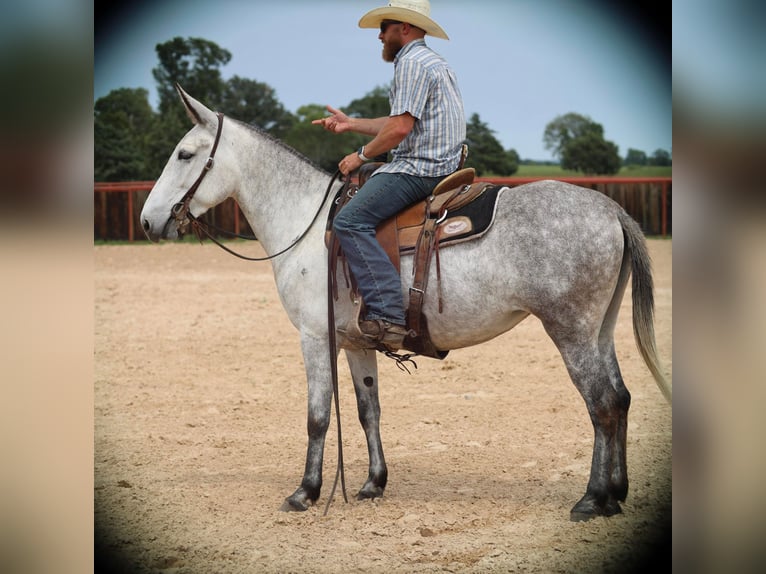 Maultier Stute 6 Jahre 152 cm Schimmel in Grand Saline, TX