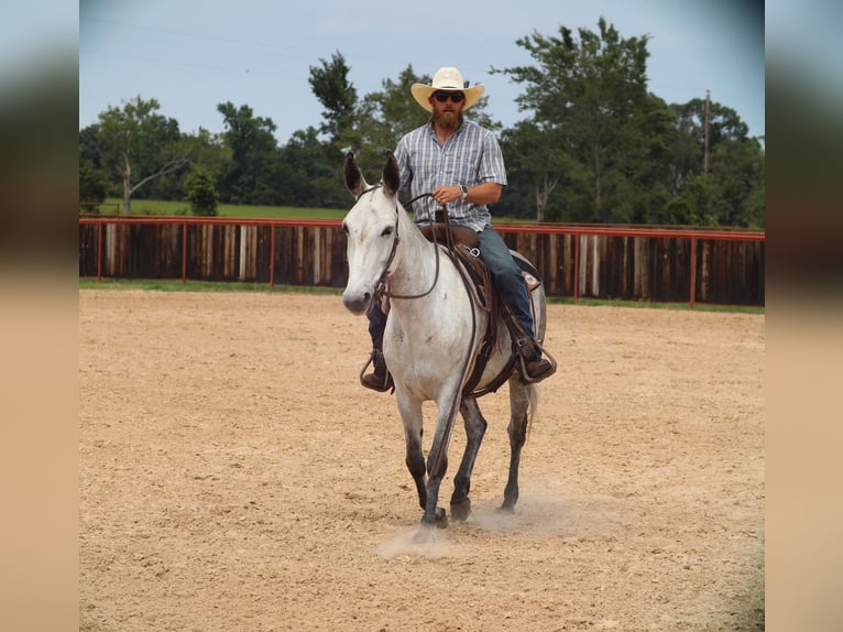 Maultier Stute 6 Jahre 152 cm Schimmel in Grand Saline, TX