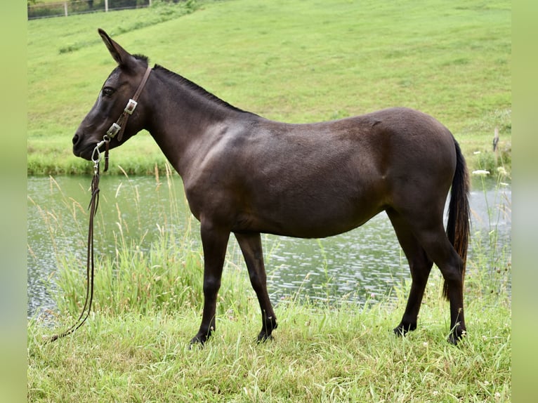 Maultier Mix Stute 6 Jahre 97 cm Dunkelbrauner in Fresno, Oh