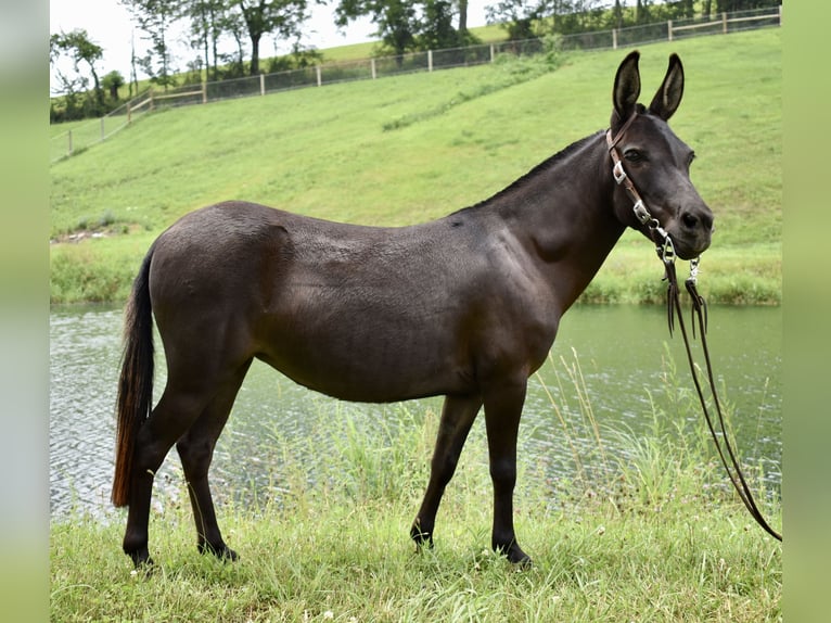 Maultier Mix Stute 6 Jahre 97 cm Dunkelbrauner in Fresno, Oh