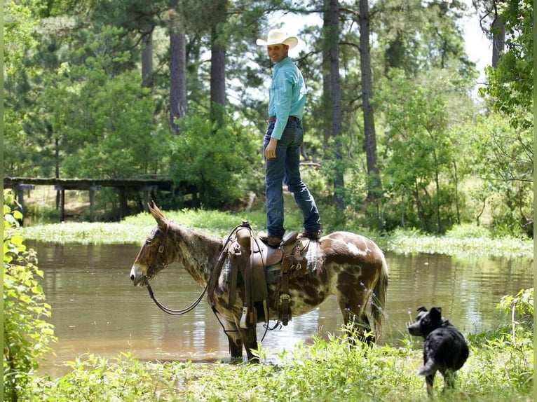 Maultier Stute 6 Jahre in Huntsville, TX