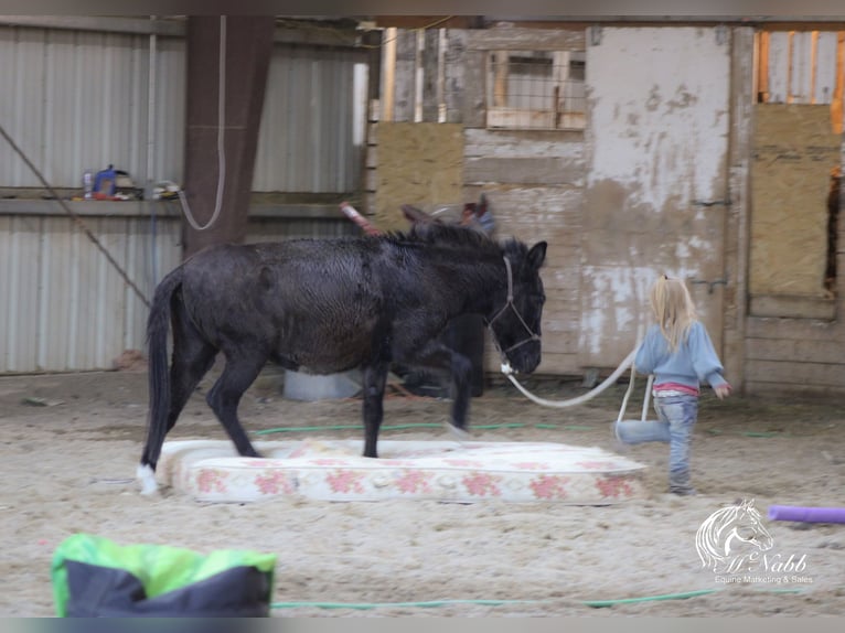 Maultier Stute 7 Jahre 102 cm Rappe in Cody, WY