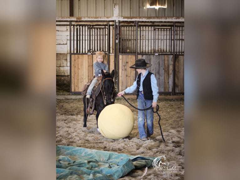 Maultier Stute 7 Jahre 102 cm Rappe in Cody, WY