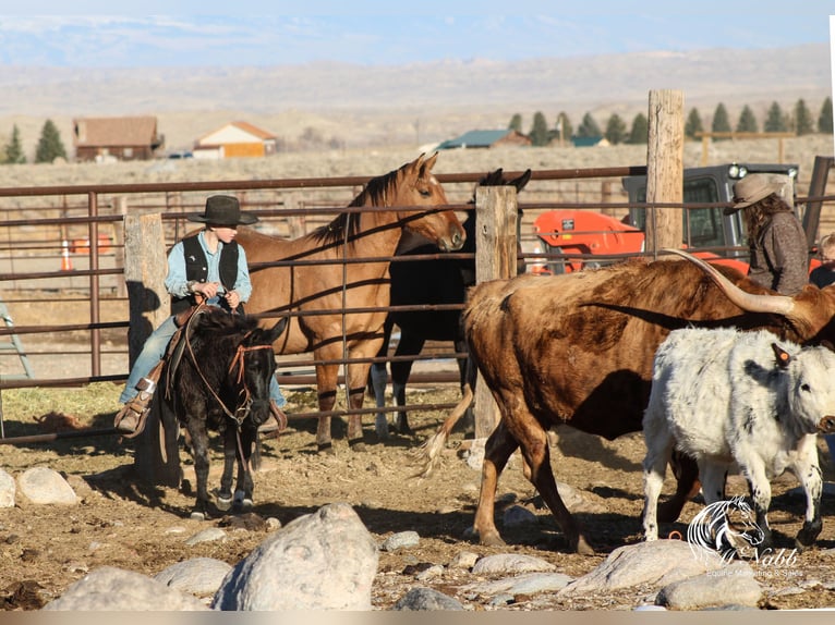 Maultier Stute 7 Jahre 102 cm Rappe in Cody, WY