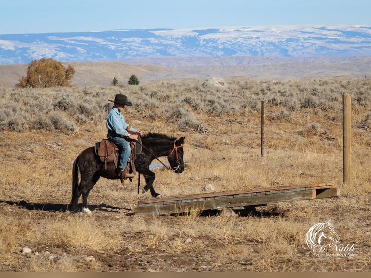 Maultier Stute 7 Jahre 102 cm Rappe in Cody, WY