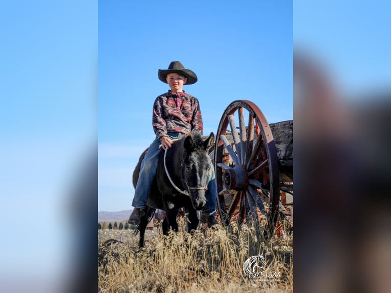 Maultier Stute 7 Jahre 102 cm Rappe in Cody, WY