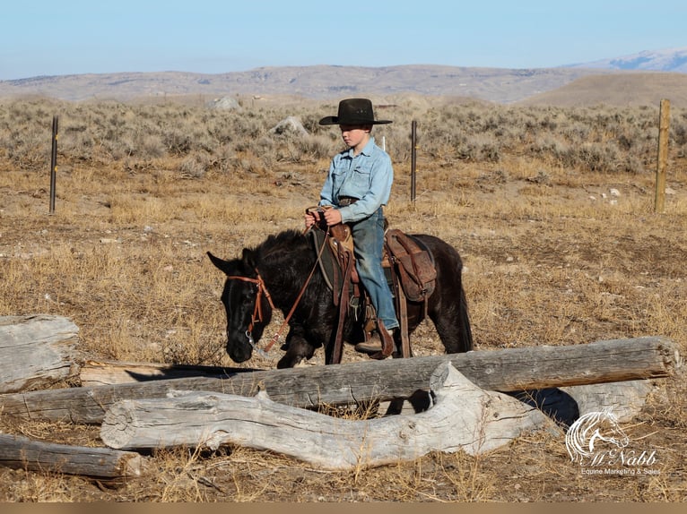 Maultier Stute 7 Jahre 102 cm Rappe in Cody, WY