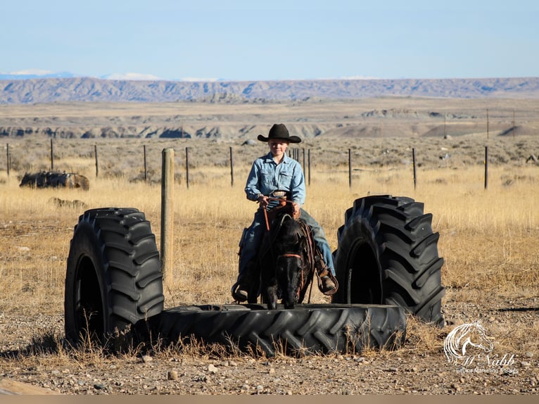 Maultier Stute 7 Jahre 102 cm Rappe in Cody, WY