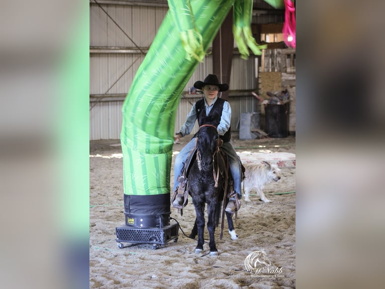 Maultier Stute 7 Jahre 102 cm in Cody, WY