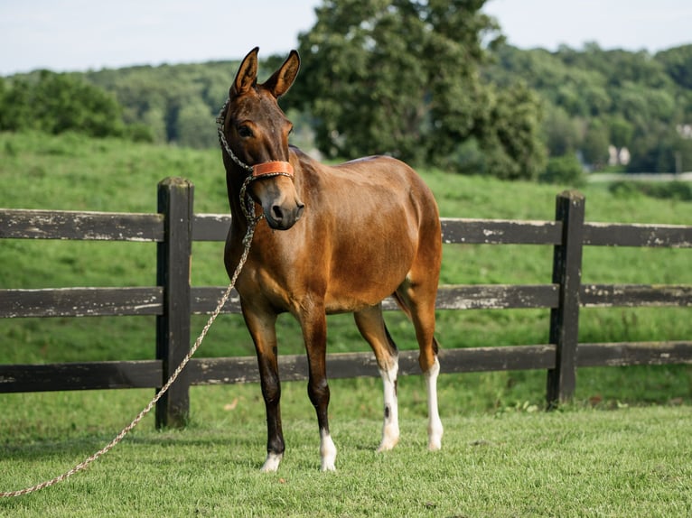 Maultier Stute 7 Jahre 137 cm Rotbrauner in Honey Brook