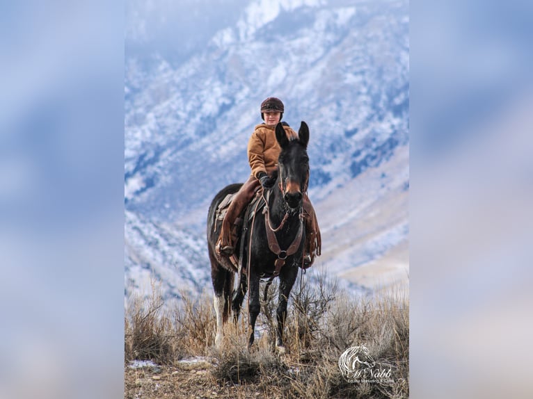 Maultier Stute 7 Jahre 145 cm Rappe in Cody, WY