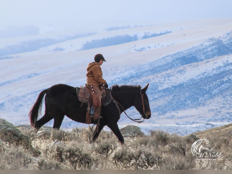 Maultier Stute 7 Jahre 145 cm Rappe in Cody, WY