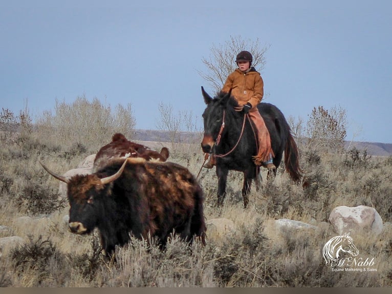 Maultier Stute 7 Jahre 145 cm Rappe in Cody, WY