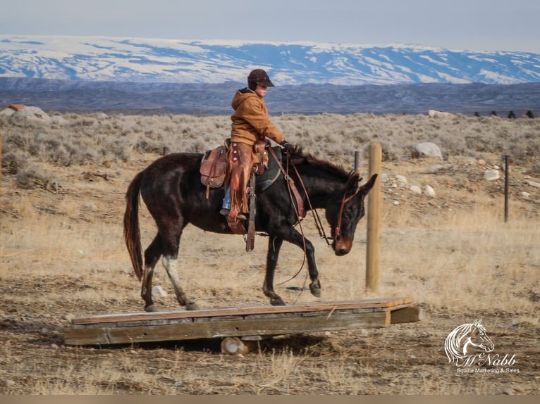 Maultier Stute 7 Jahre 145 cm Rappe in Cody, WY