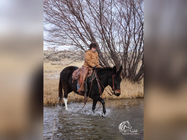 Maultier Stute 7 Jahre 145 cm Rappe in Cody, WY