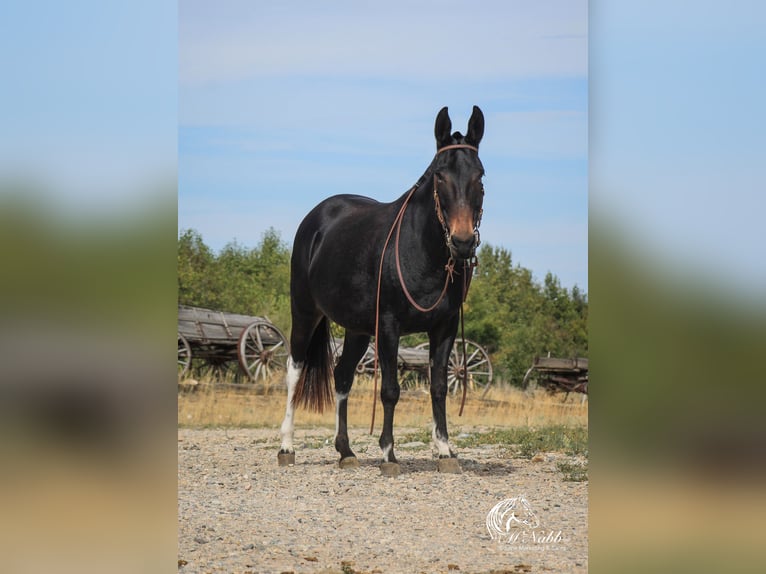 Maultier Stute 7 Jahre 145 cm Rappe in Cody, WY