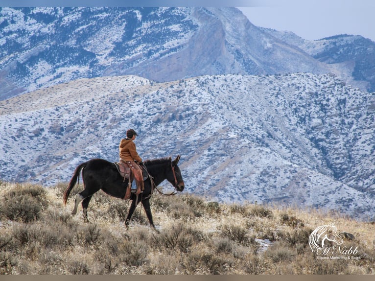 Maultier Stute 7 Jahre 145 cm Rappe in Cody, WY