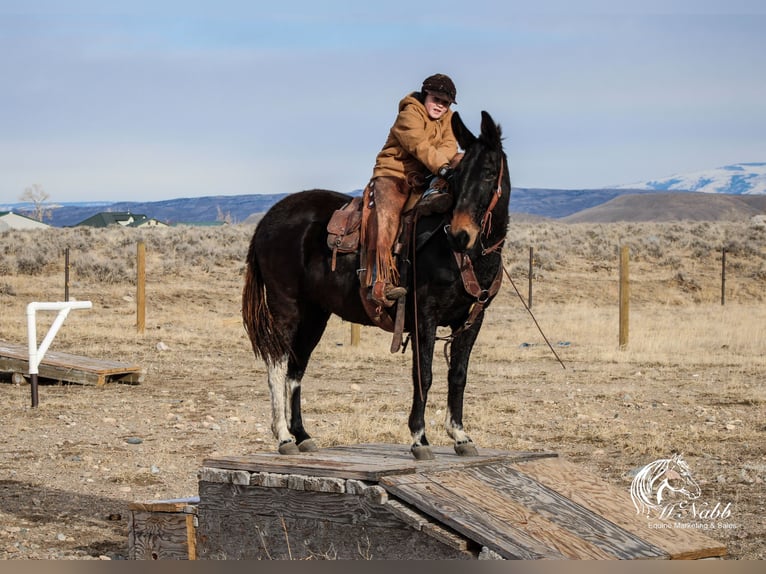 Maultier Stute 7 Jahre 145 cm Rappe in Cody, WY