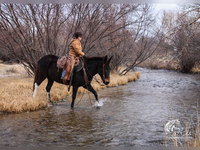 Maultier Stute 7 Jahre 145 cm Rappe in Cody, WY