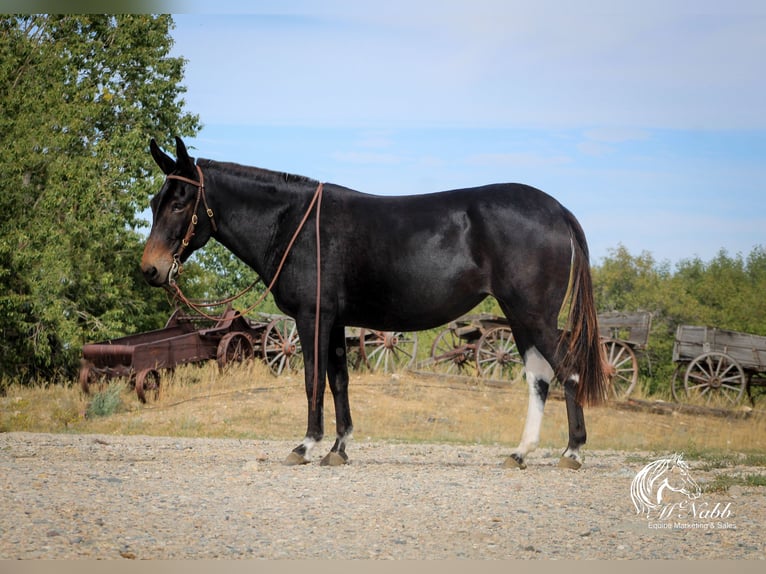 Maultier Stute 7 Jahre 145 cm Rappe in Cody, WY