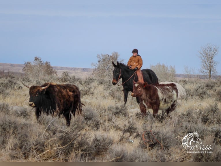 Maultier Stute 7 Jahre 145 cm Rappe in Cody, WY