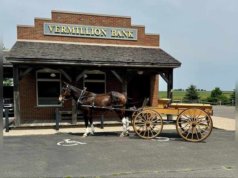 Maultier Stute 7 Jahre 163 cm Rotbrauner in Cannon Falls, MN