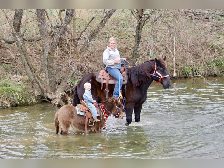 Maultier Stute 7 Jahre 97 cm Rotbrauner in Brooksville KY