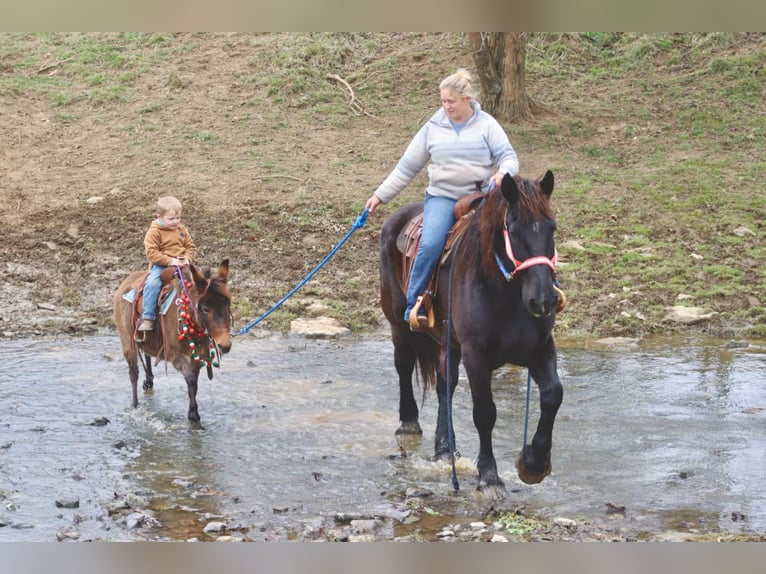 Maultier Stute 7 Jahre 97 cm Rotbrauner in Brooksville KY