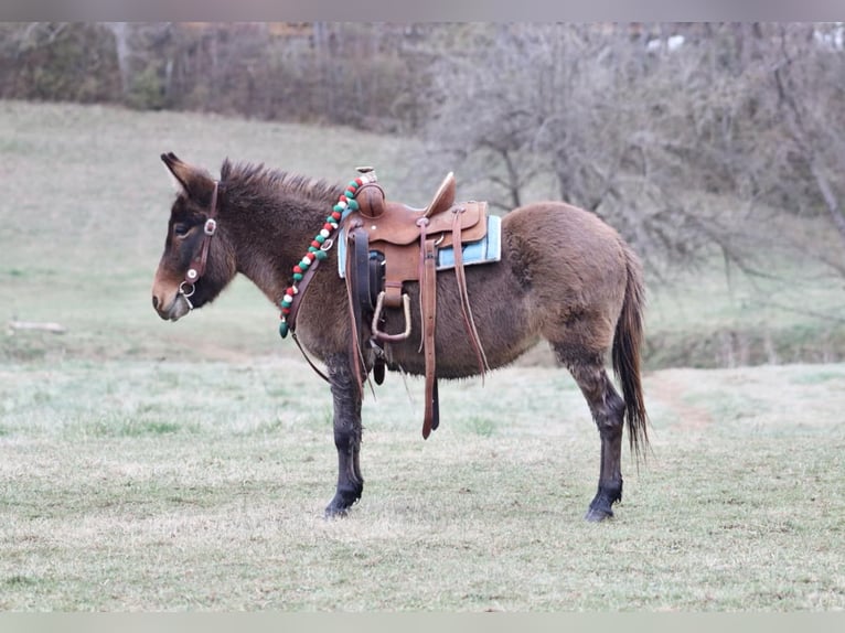 Maultier Stute 7 Jahre 97 cm Rotbrauner in Brooksville KY