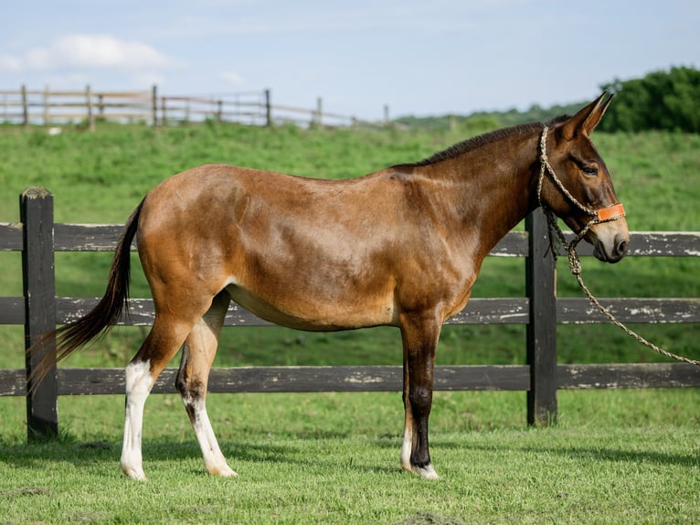 Maultier Stute 8 Jahre 137 cm Rotbrauner in Honey Brook