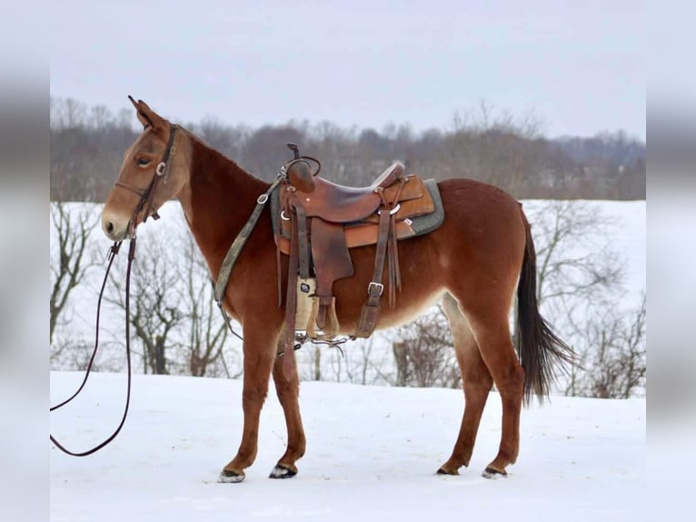 Maultier Stute 8 Jahre 142 cm Dunkelfuchs in Brooksville KY