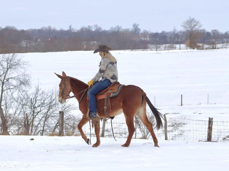 Maultier Stute 8 Jahre 142 cm Dunkelfuchs in Brooksville KY