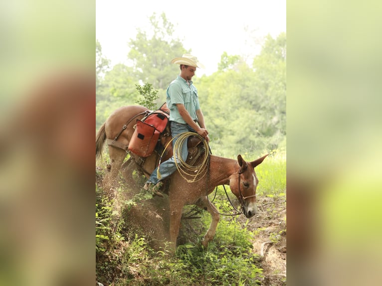 Maultier Stute 8 Jahre 147 cm Red Dun in Huntsville