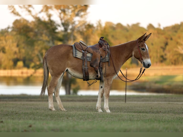 Maultier Stute 8 Jahre 147 cm Red Dun in Huntsville