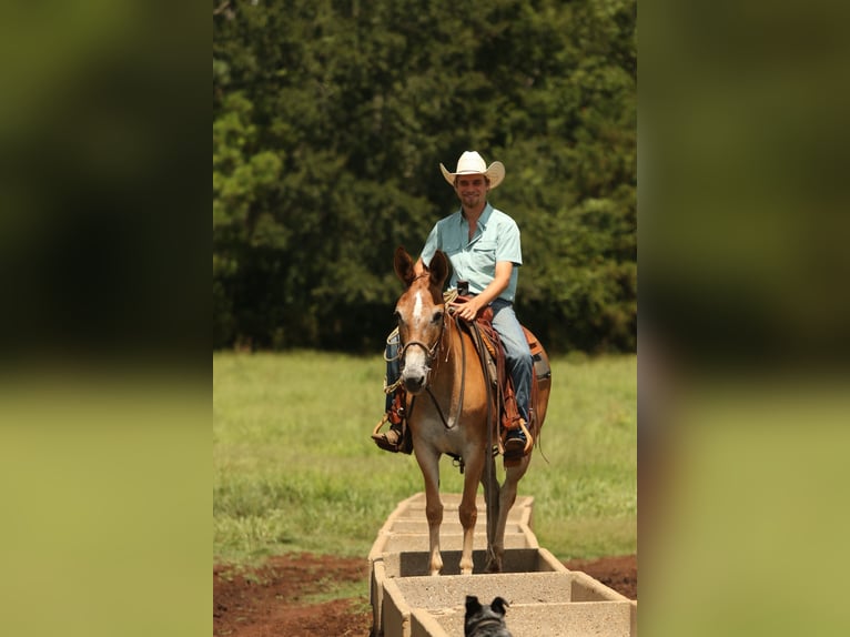 Maultier Stute 8 Jahre 147 cm Red Dun in Huntsville