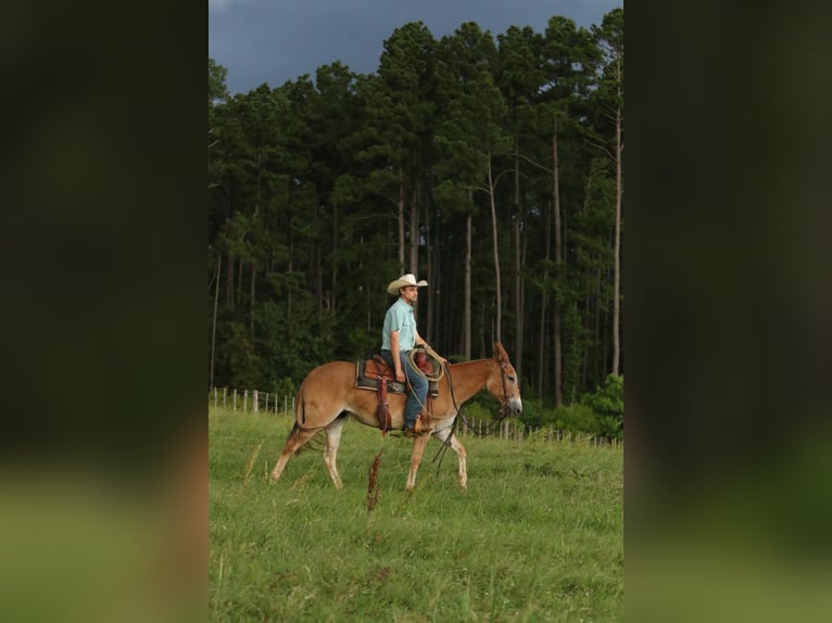 Maultier Stute 8 Jahre 147 cm Red Dun in Huntsville