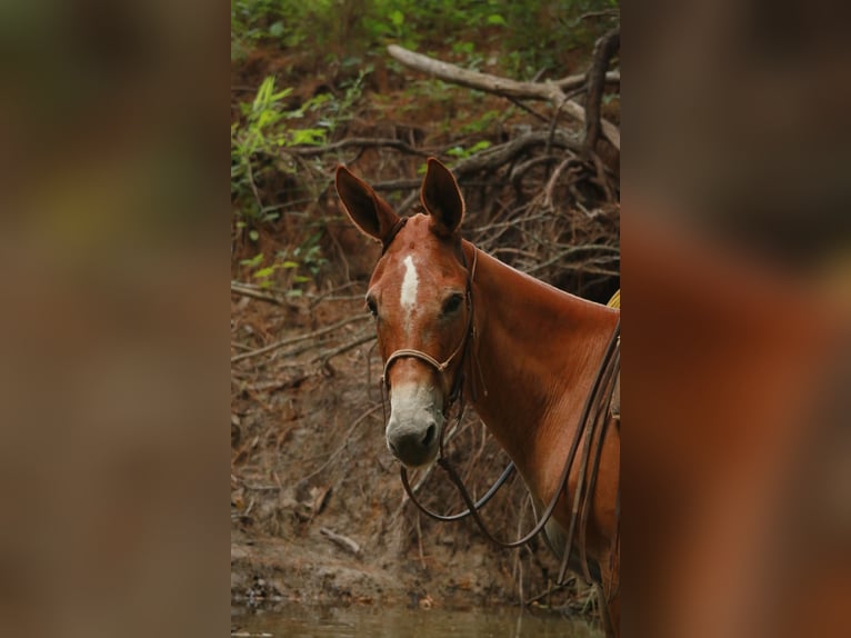 Maultier Stute 8 Jahre 147 cm Red Dun in Huntsville