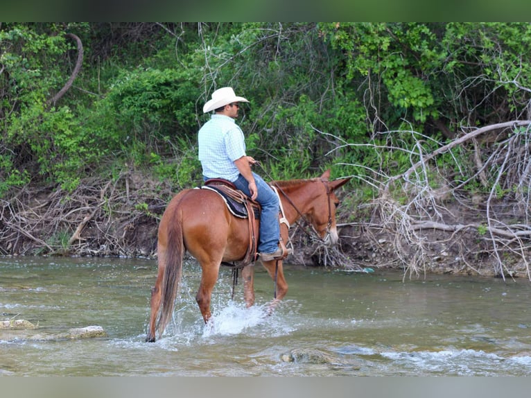 Maultier Stute 8 Jahre 152 cm Dunkelfuchs in Stephenville TX
