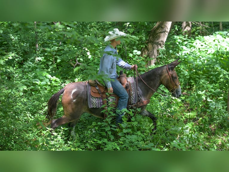 Maultier Stute 8 Jahre Schecke in Cannon Falls, MN