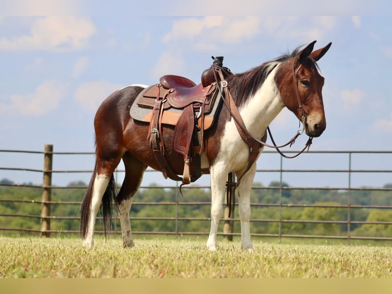 Maultier Stute 8 Jahre Tobiano-alle-Farben in Brooksville Ky