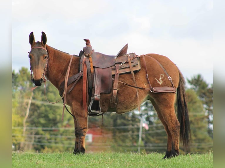 Maultier Stute 9 Jahre 137 cm Red Dun in Rebersburg