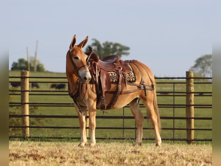 Maultier Stute 9 Jahre 142 cm Rotfuchs in Brooksville KY