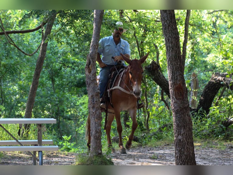 Maultier Stute 9 Jahre 152 cm Dunkelfuchs in Stephenville TX
