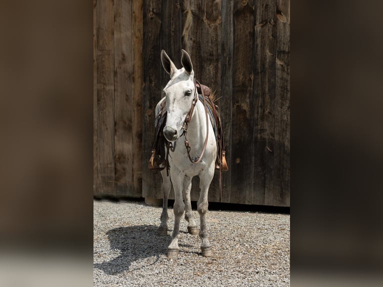 Maultier Stute 9 Jahre 152 cm Schimmel in Everett PA