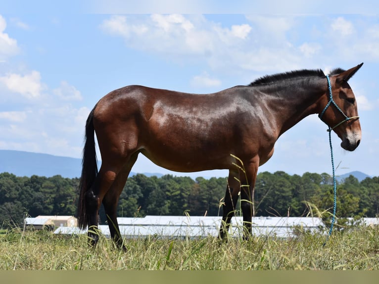 Maultier Stute 9 Jahre 157 cm Rotbrauner in Cleveland TN