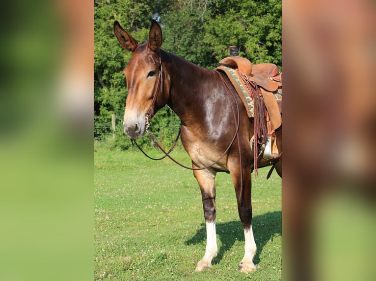 Maultier Stute 9 Jahre 163 cm Rotbrauner in Cannon Falls