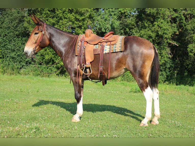 Maultier Stute 9 Jahre 163 cm Rotbrauner in Cannon Falls