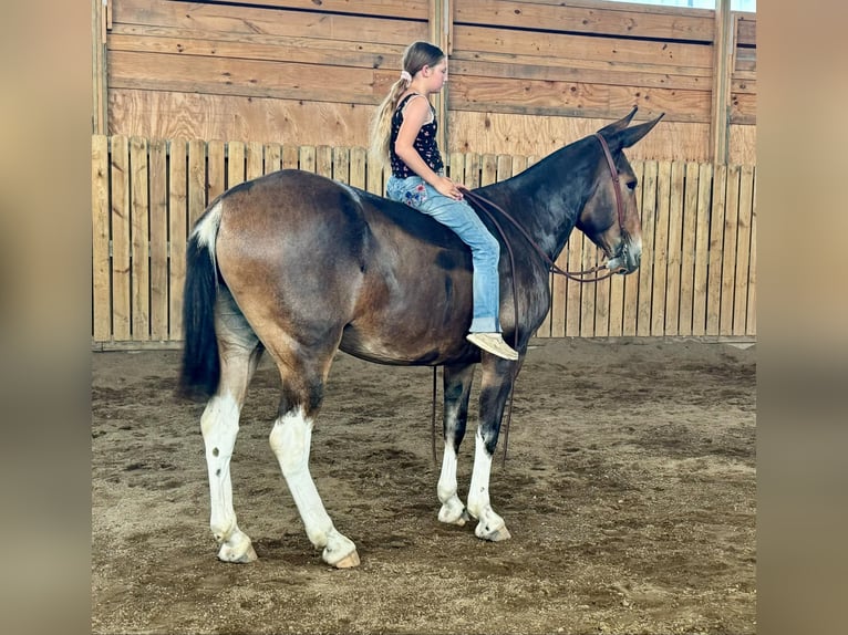 Maultier Stute 9 Jahre 163 cm Rotbrauner in Cannon Falls